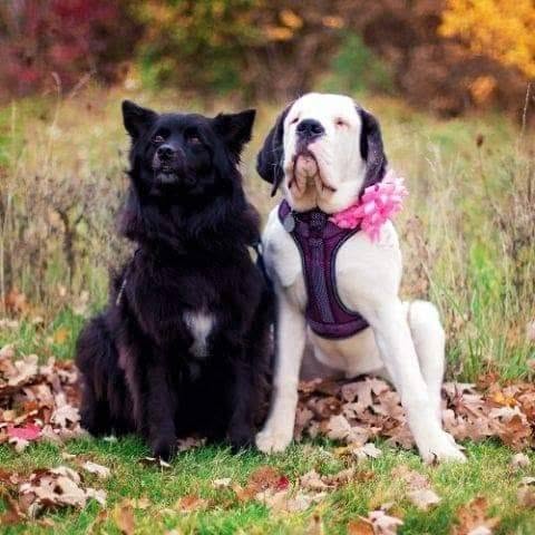 Blu & Shamrock