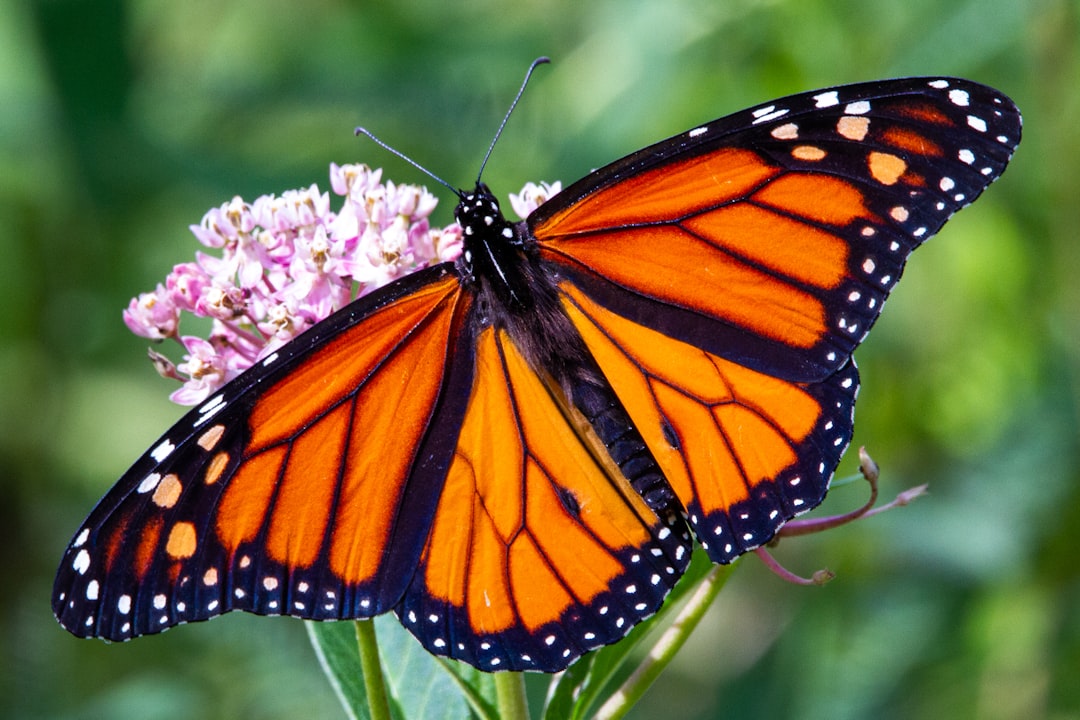 monarch butterfly perched on pink flower in close up photography during daytime monarch butterfly perched on pink flower in close up photography during daytime